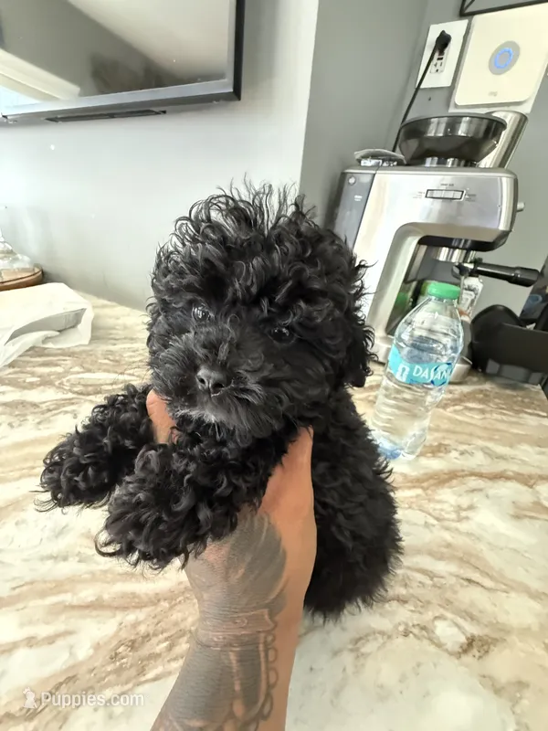 Camila mi – Poodle - Toy  puppy for sale in North Smithfield, RI