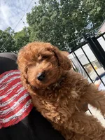 Maverick , a male Miniature Goldendoodle for sale in Johnston, RI – 6 of 10