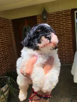 Jenny , a female Poodle - Toy  for sale in North Smithfield, RI – 6 of 8