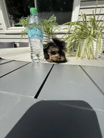 Princess , a female Yorkshire Terrier for sale in North Smithfield, RI – 3 of 5