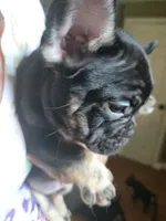 Princess, a female French Bulldog for sale in North Smithfield, RI – 5 of 6