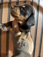 Bruce black and tan, a male Miniature Dachshund for sale in Johnston, RI – 7 of 7