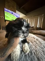 Oreo, a female Shih Tzu for sale in North Smithfield, RI – 3 of 10
