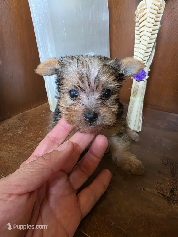 Milo – Yorkshire Terrier puppy for sale in Johnston, RI