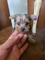 Milo, a male Yorkshire Terrier for sale in Johnston, RI – 1 of 3