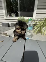 Princess , a female Yorkshire Terrier for sale in North Smithfield, RI – 4 of 5