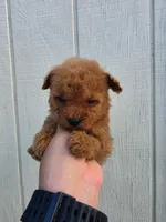 Tucker, a male Poodle - Toy  for sale in Johnston, RI – Photo 4 of 7