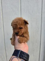 Tucker, a male Poodle - Toy  for sale in Johnston, RI – Photo 6 of 7