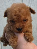 Tucker, a male Poodle - Toy  for sale in Johnston, RI – Photo 2 of 7