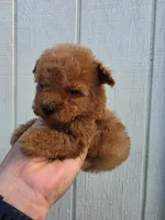 Tucker, a male Poodle - Toy  for sale in Johnston, RI – Photo 3 of 7