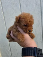 Tucker, a male Poodle - Toy  for sale in Johnston, RI – Photo 5 of 7