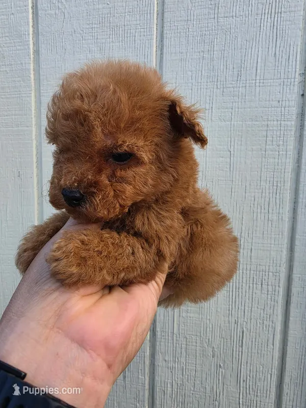 Tucker – Poodle - Toy  puppy for sale in Johnston, RI