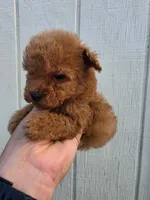 Tucker, a male Poodle - Toy  for sale in Johnston, RI – Photo 1 of 7