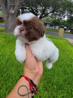 Niko, a male Shih Tzu for sale in North Smithfield, RI – 6 of 10