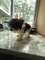 Tilly , a female Yorkshire Terrier for sale in North Smithfield, RI – 4 of 9