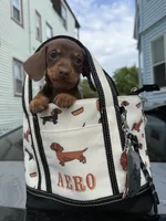 Layla, a female Miniature Dachshund for sale in North Smithfield, RI – 1 of 8