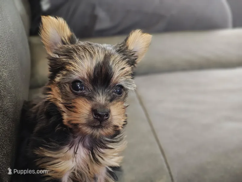 Bindi – Yorkshire Terrier puppy for sale in Johnston, RI