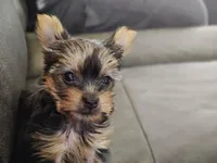Bindi, a female Yorkshire Terrier for sale in Johnston, RI – 1 of 4