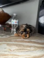 Brodie , a male Yorkshire Terrier for sale in Johnston, RI – Photo 4 of 6