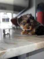 Brodie , a male Yorkshire Terrier for sale in Johnston, RI – Photo 2 of 6