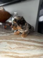 Brodie , a male Yorkshire Terrier for sale in Johnston, RI – Photo 3 of 6