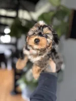 Brodie , a male Yorkshire Terrier for sale in Johnston, RI – Photo 1 of 6