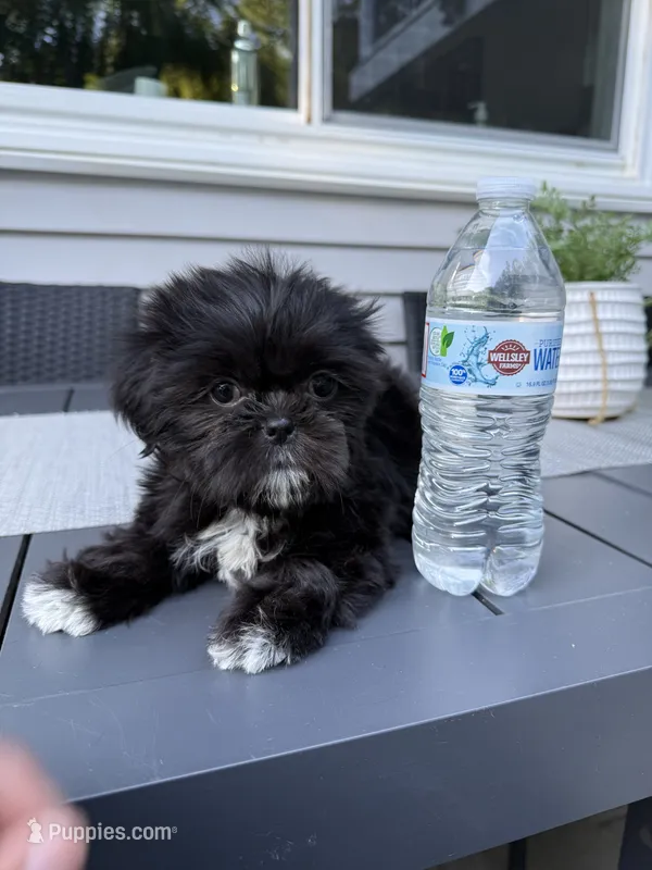 Cookie – Shih Tzu puppy for sale in North Smithfield, RI