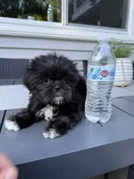 Cookie, a female Shih Tzu for sale in North Smithfield, RI – 1 of 9