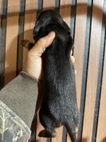 Bruce black and tan, a male Miniature Dachshund for sale in Johnston, RI – 4 of 7