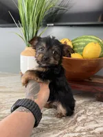 Tito, a male Yorkshire Terrier for sale in Johnston, RI – 4 of 8