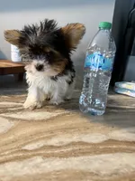 TikTok , a male Yorkshire Terrier for sale in North Smithfield, RI – 7 of 10