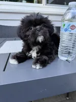 Cookie, a female Shih Tzu for sale in North Smithfield, RI – 3 of 9