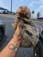 Lil Bindi, a female Yorkshire Terrier for sale in North Smithfield, RI – 7 of 10