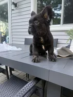 Chaz, a male French Bulldog for sale in North Smithfield, RI – 6 of 6