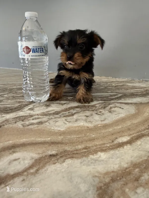 Crumbles  – Yorkshire Terrier puppy for sale in Johnston, RI