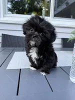 Cookie, a female Shih Tzu for sale in North Smithfield, RI – 8 of 9