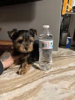 Milo, a male Yorkshire Terrier for sale in Johnston, RI – Photo 9 of 9