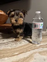 Milo, a male Yorkshire Terrier for sale in Johnston, RI – Photo 6 of 9