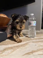 Milo, a male Yorkshire Terrier for sale in Johnston, RI – Photo 5 of 9