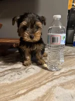 Milo, a male Yorkshire Terrier for sale in Johnston, RI – Photo 4 of 9