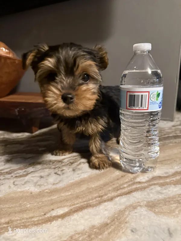 Milo – Yorkshire Terrier puppy for sale in Johnston, RI