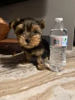 Milo, a male Yorkshire Terrier for sale in Johnston, RI – Photo 1 of 9
