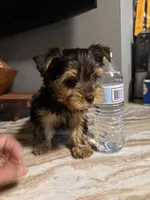 Milo, a male Yorkshire Terrier for sale in Johnston, RI – Photo 2 of 9