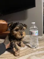 Milo, a male Yorkshire Terrier for sale in Johnston, RI – Photo 3 of 9