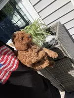 Chloe, a female Miniature Goldendoodle for sale in Johnston, RI – 6 of 10