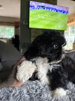 Oreo, a female Shih Tzu for sale in North Smithfield, RI – 4 of 10