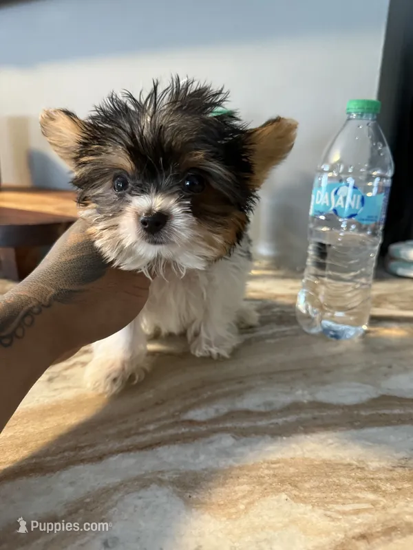 TikTok  – Yorkshire Terrier puppy for sale in North Smithfield, RI