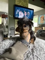 Chase , a male Yorkshire Terrier for sale in North Smithfield, RI – 8 of 10