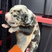 Enzo, a male Cane Corso and American Mastiff for sale in Johnston, RI – Photo 7 of 7