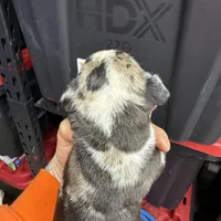 Enzo, a male Cane Corso and American Mastiff for sale in Johnston, RI – Photo 6 of 7